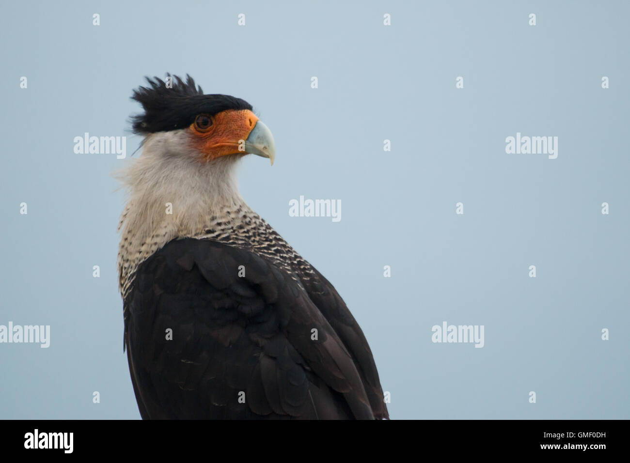 Caracara huppé avec plumes - Caracara cheriway spike Banque D'Images