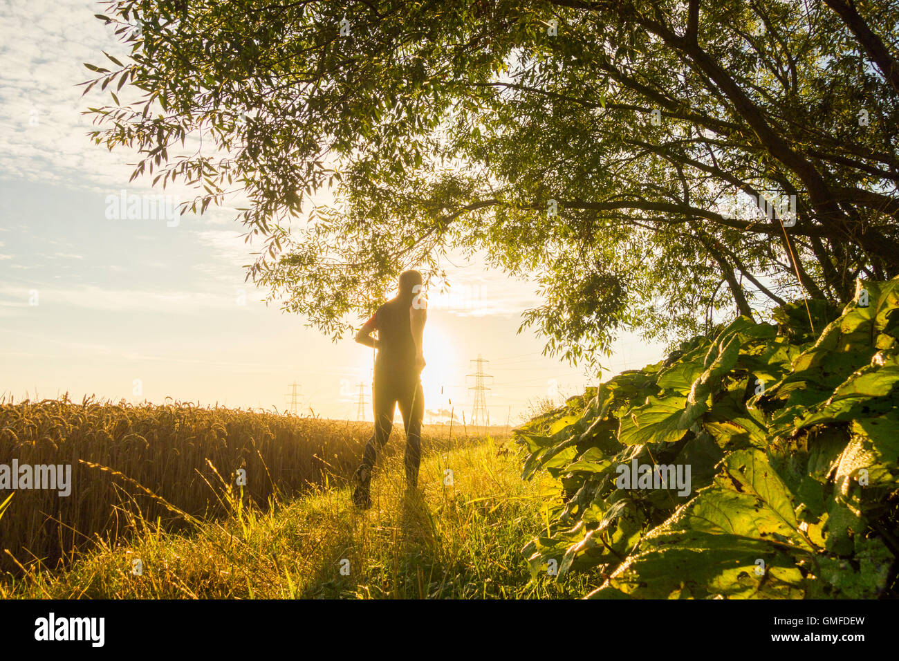 Homme jogging à côté du champ de blé au lever du soleil Banque D'Images