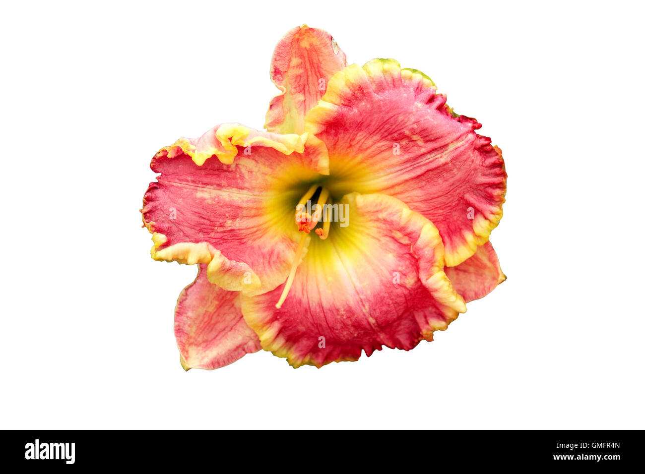 La tête de Lily Gros plan sur fond blanc. Isolé avec clipping path Banque D'Images