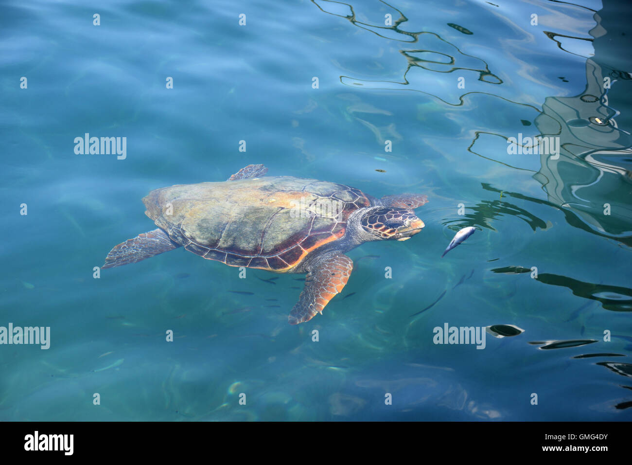 Caretta caretta tortue se nourrit de petits poissons à Alonissos beach à Zakynthos, Grèce. Les espèces en voie de disparition. Banque D'Images