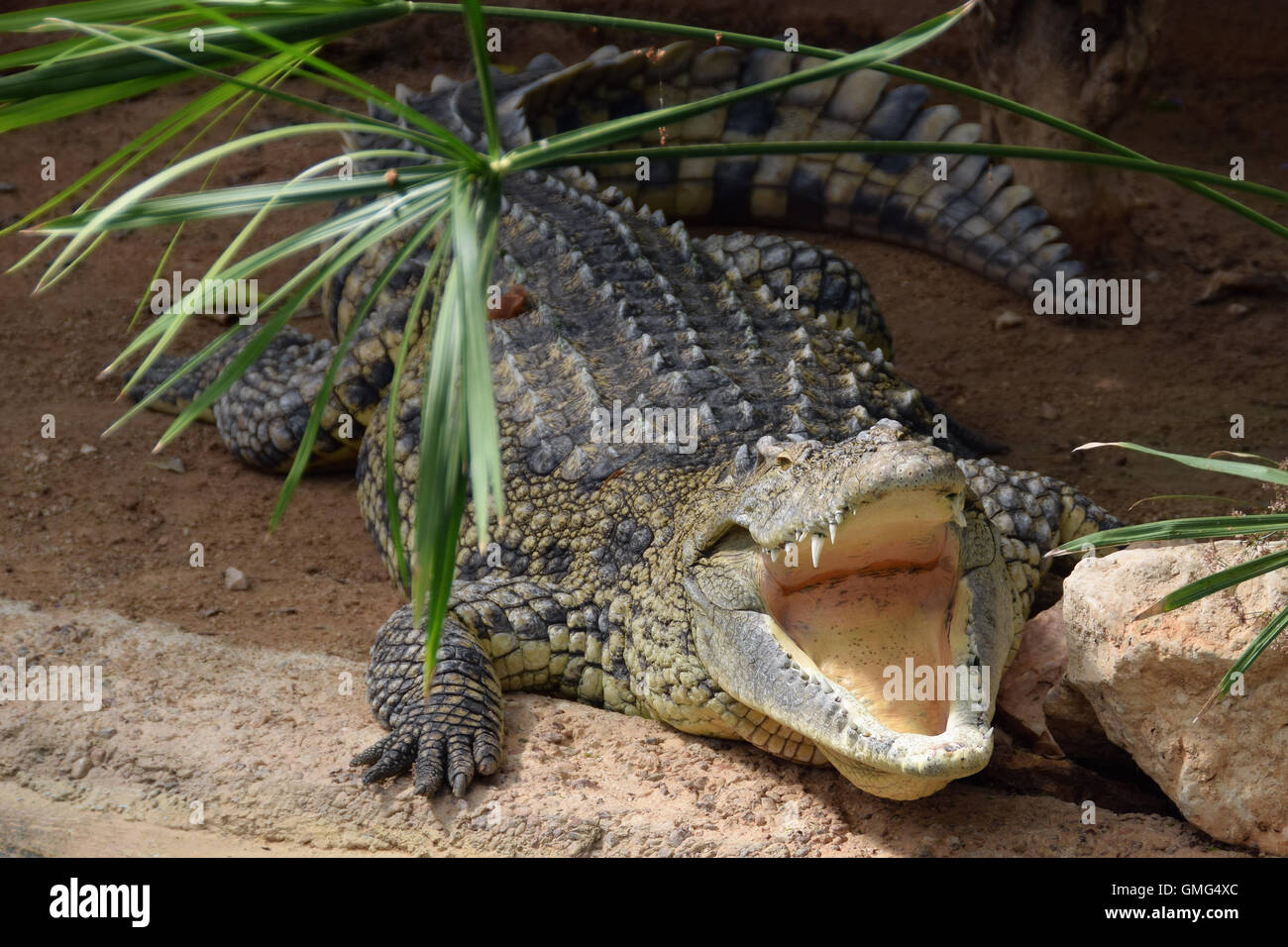 Crocodile du Nil avec les mâchoires ouvertes. Animal sauvage. Banque D'Images