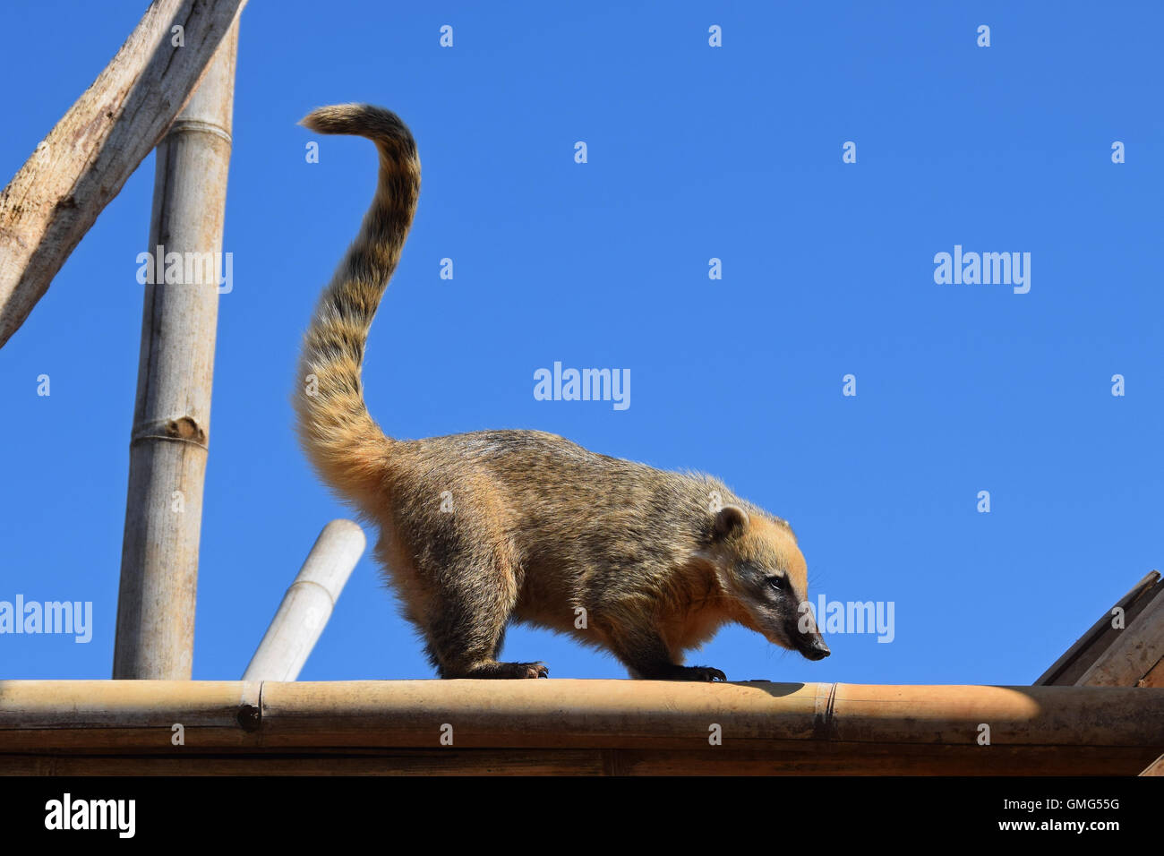 Ring tailed coati avec sa longue queue. Animal sauvage. Banque D'Images