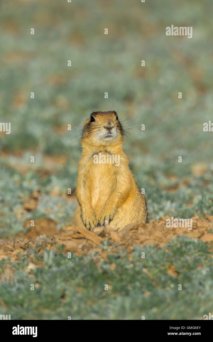 Chien de prairie Cynomys parvidens Utah Cedar City, Utah, United States 8 juillet Des profils par burrow entrée. Sciuridae Banque D'Images