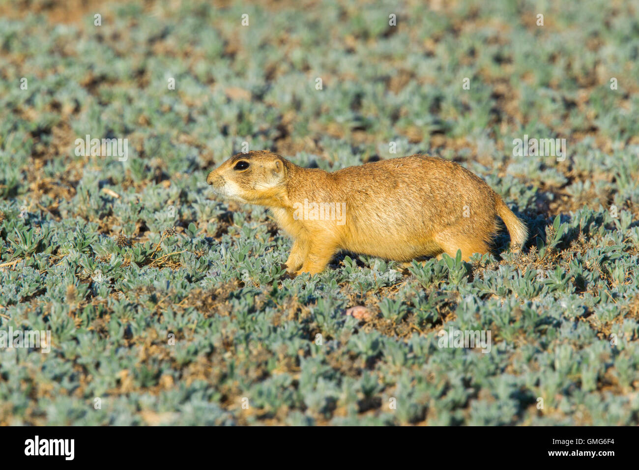 Chien de prairie Cynomys parvidens Utah Cedar City, Utah, United States 8 juillet Sciuridae Adultes Banque D'Images