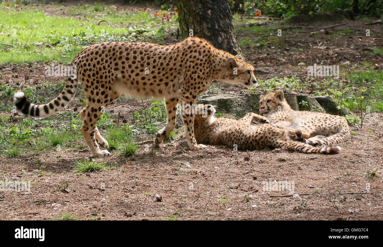 Afrique femelle Guépard (Acinonyx jubatus) avec deux de ses petits Banque D'Images