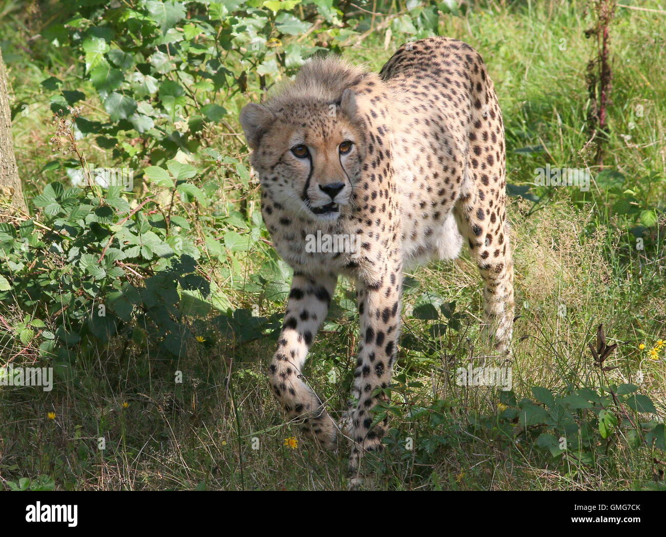 African Guépard (Acinonyx jubatus) sur le vagabondage, face à l'appareil photo Banque D'Images