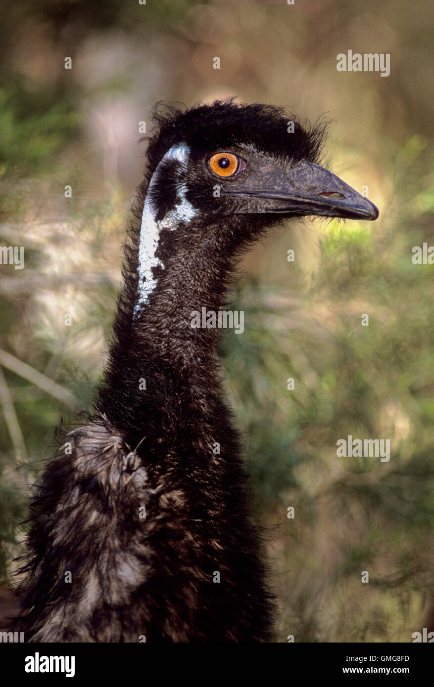 ,Emu Dromaius novaehollandiae, la tête et le haut du cou détail, New South Wales, Australie Banque D'Images