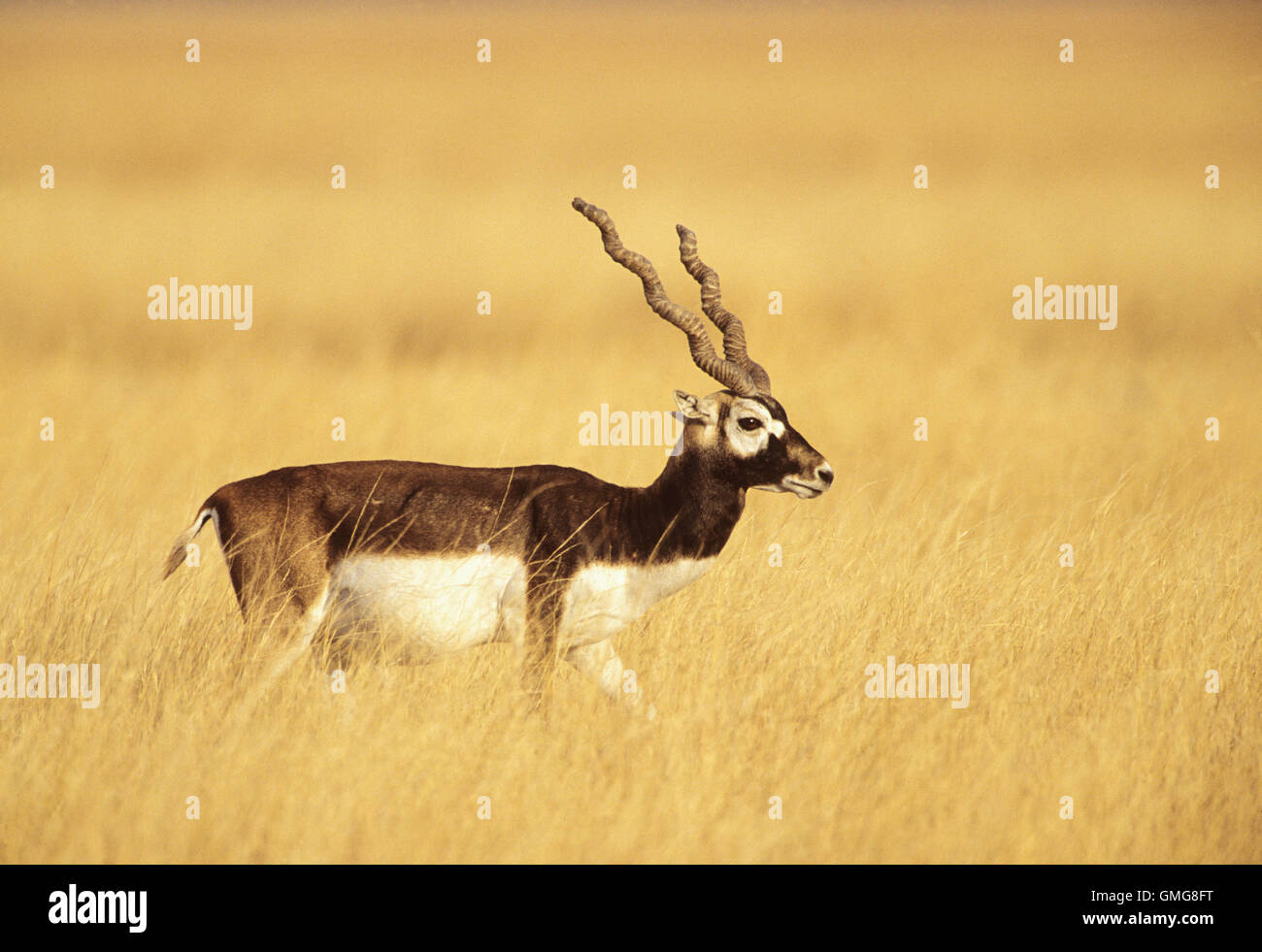 Blackbuck indien (Antilope cervicapra), Velavadar National Park, Gujerat, en Inde Banque D'Images