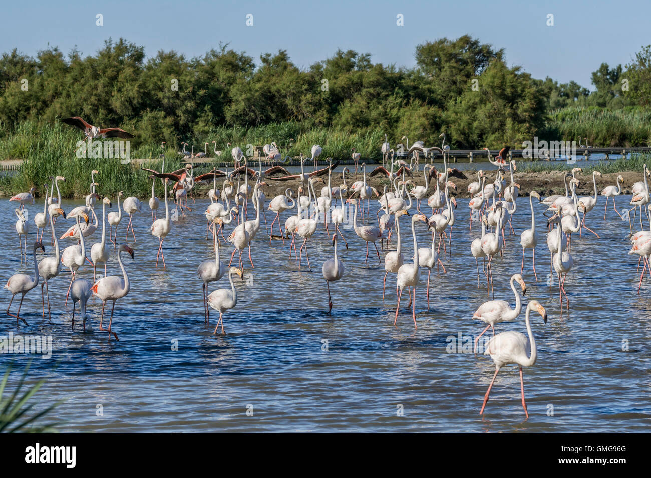 Les flamants, américain (Phoenicopterus ruber), Parc Ornithologique du Pont de Gau, Camargue, France , Europe Banque D'Images