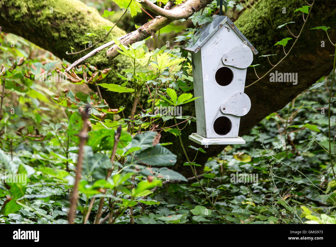 Petite cabane de convoyeur, branche d'un arbre dans un bois, comté de Limerick Irlande Banque D'Images