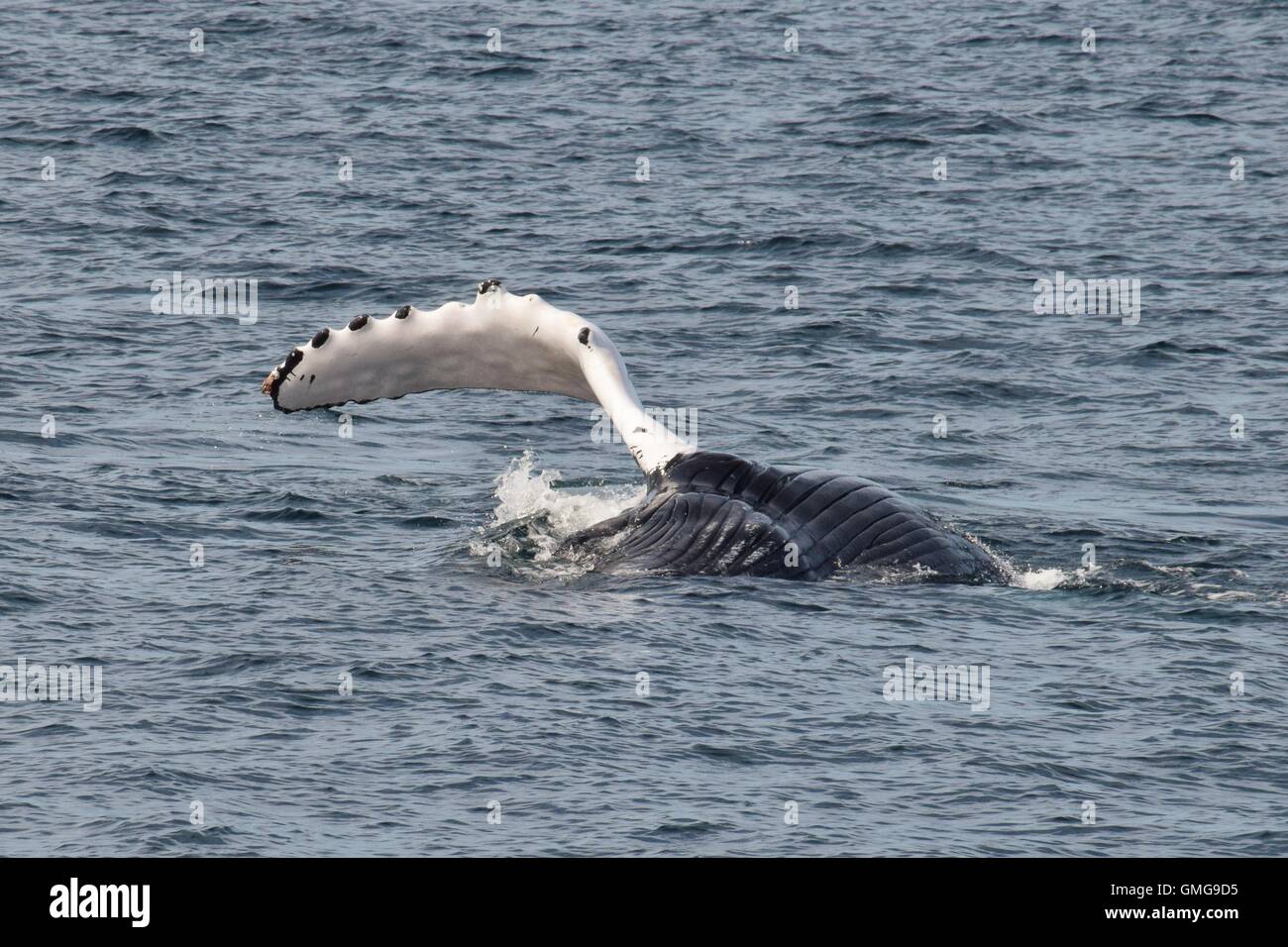 Les baleines à bosse au large de la côte du Massachusetts, pectorale slapping , violer, plongée Banque D'Images