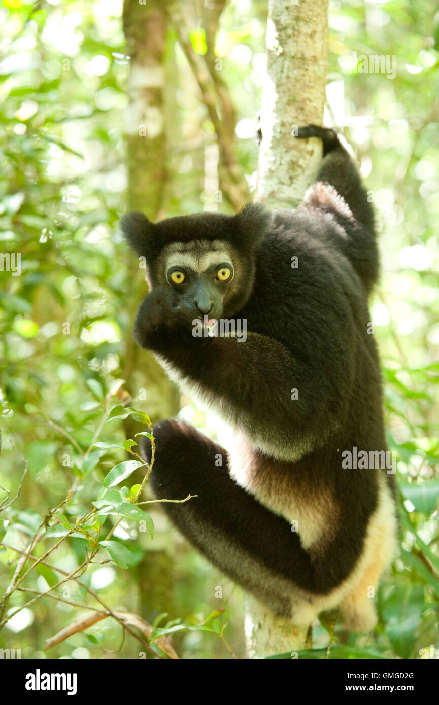 Indri Madagascar Banque D'Images