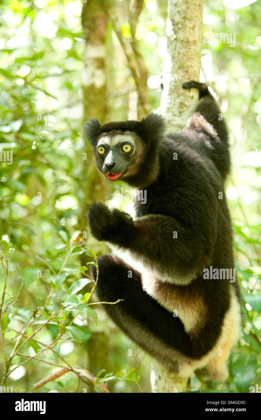 Indri Madagascar Banque D'Images