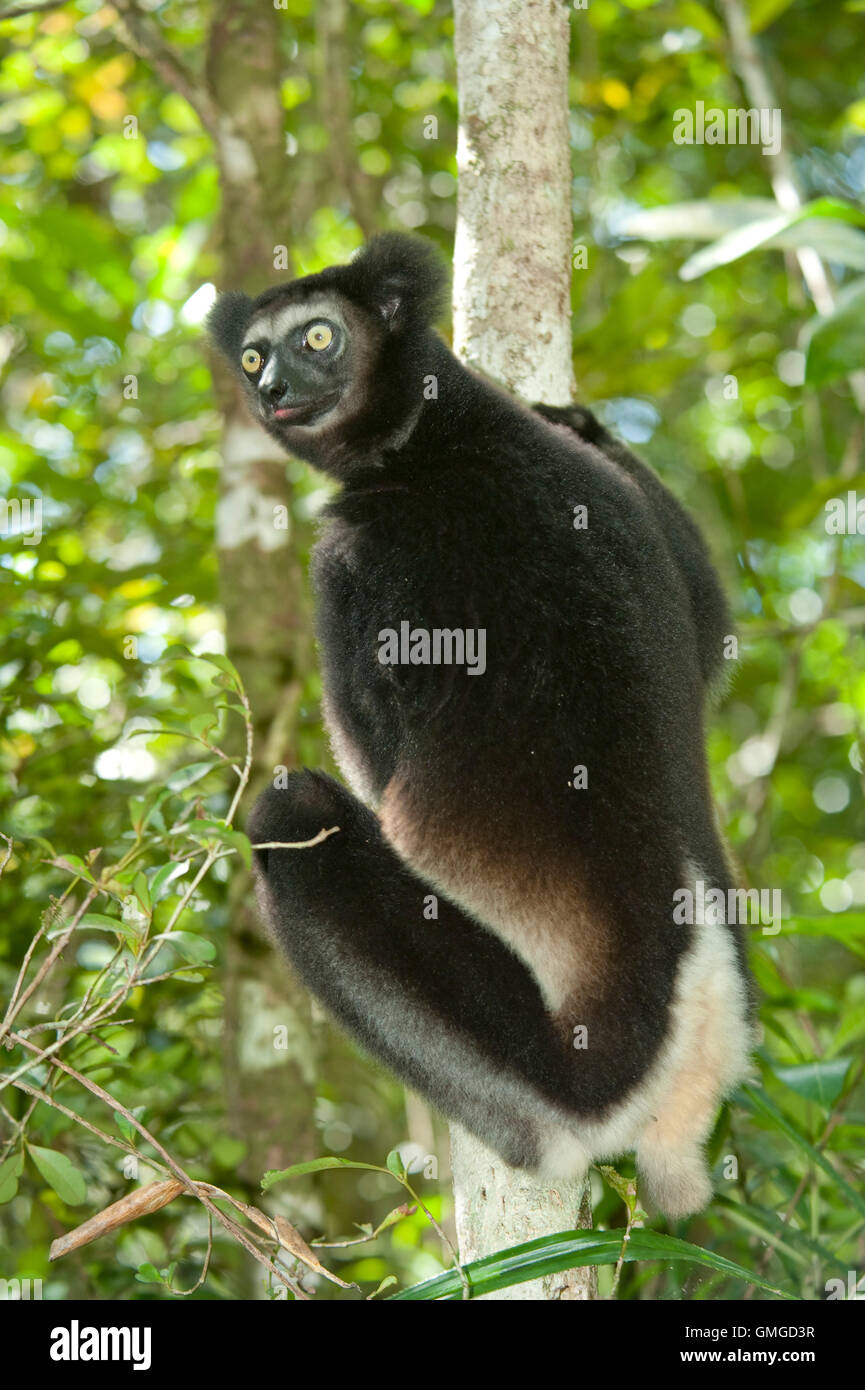 Indri Madagascar Banque D'Images