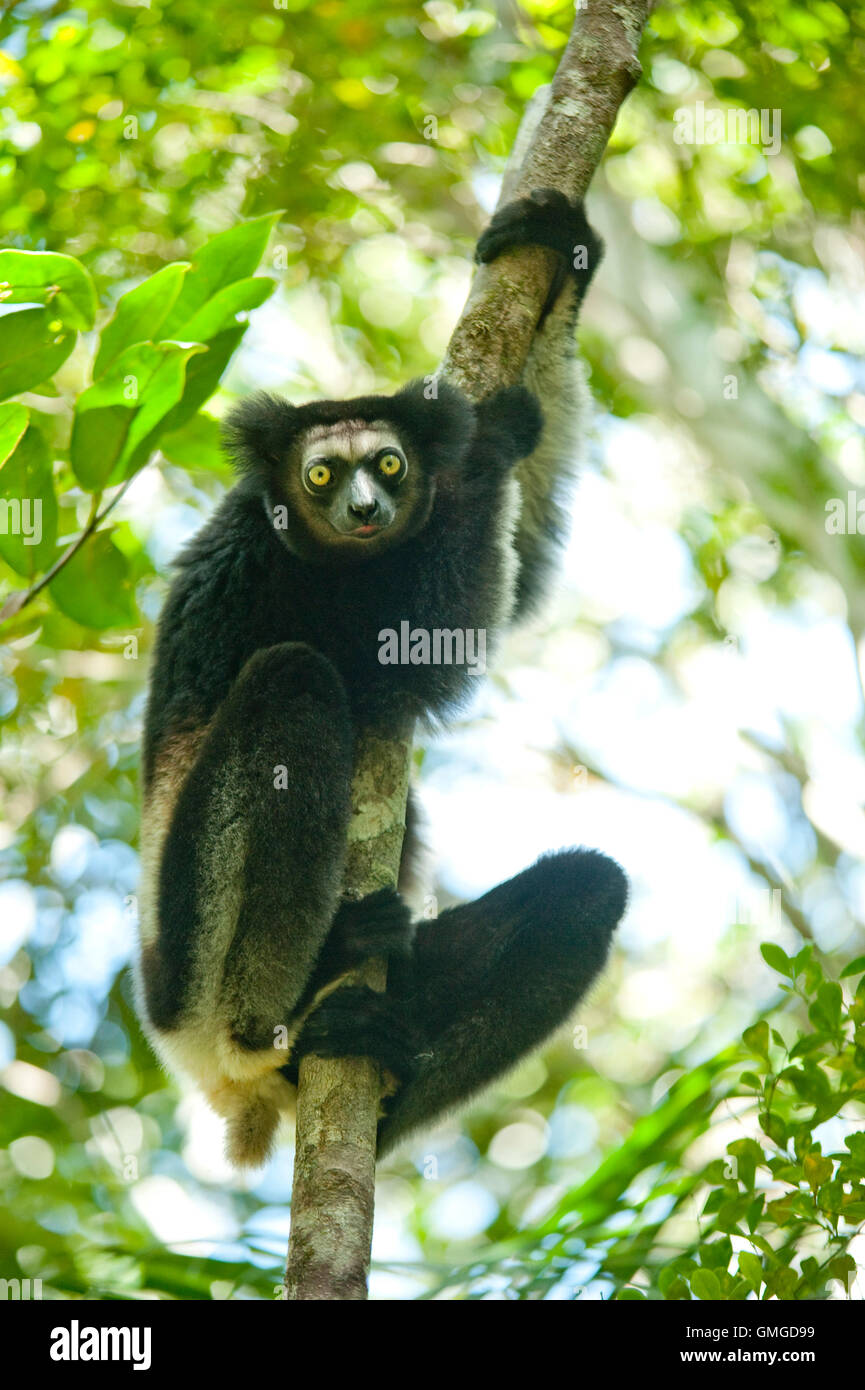 Indri Madagascar Banque D'Images