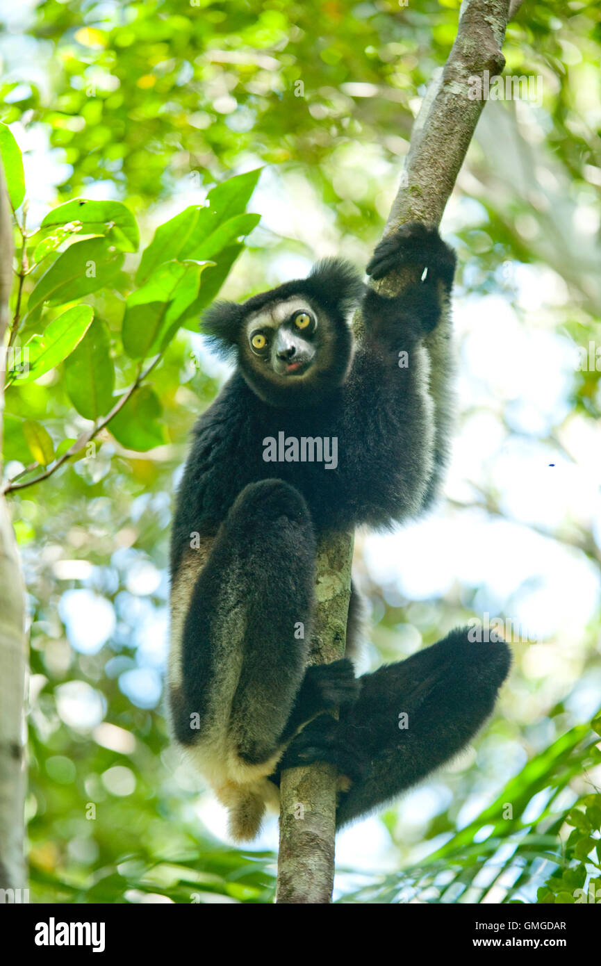 Indri Madagascar Banque D'Images