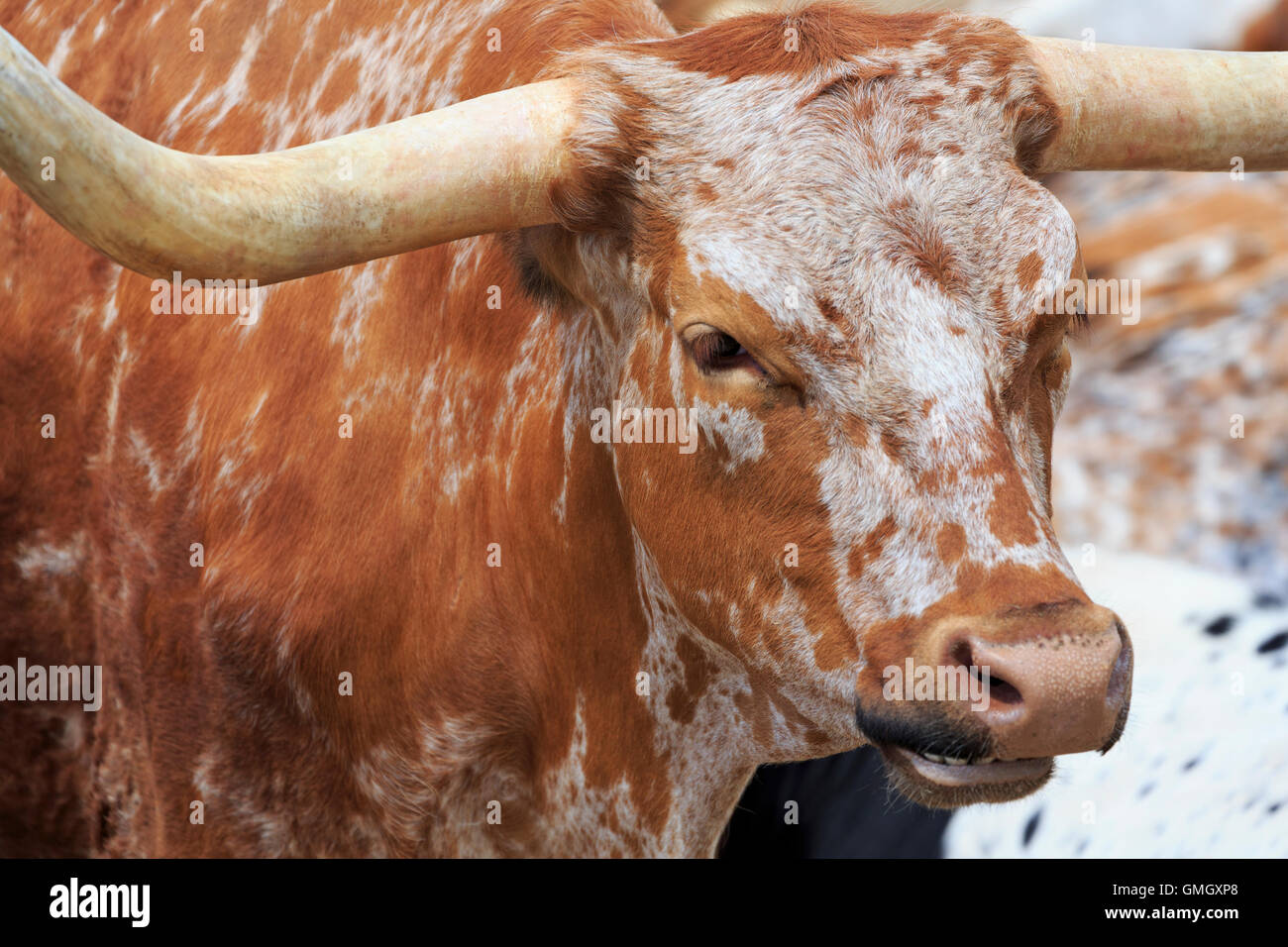 Longhorn Steer dans les marchés à bestiaux, Fort Worth, Texas, États-Unis Banque D'Images