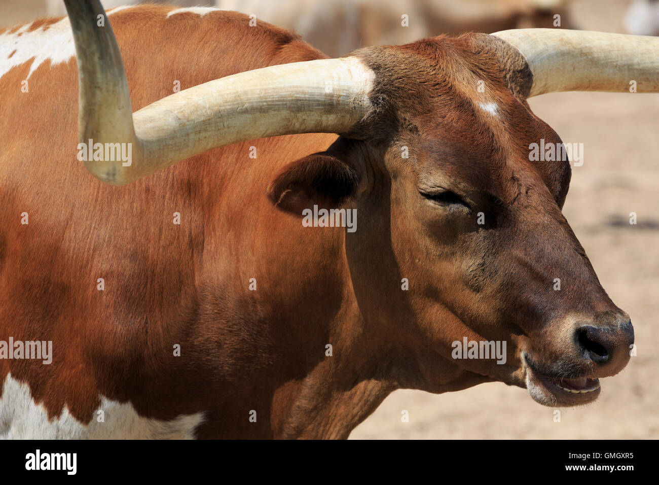 Longhorn Steer dans les marchés à bestiaux, Fort Worth, Texas, États-Unis Banque D'Images
