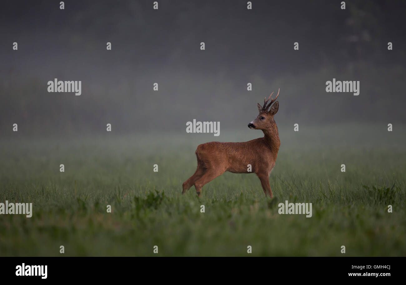 Chevreuil Buck dans la brume du matin. Banque D'Images