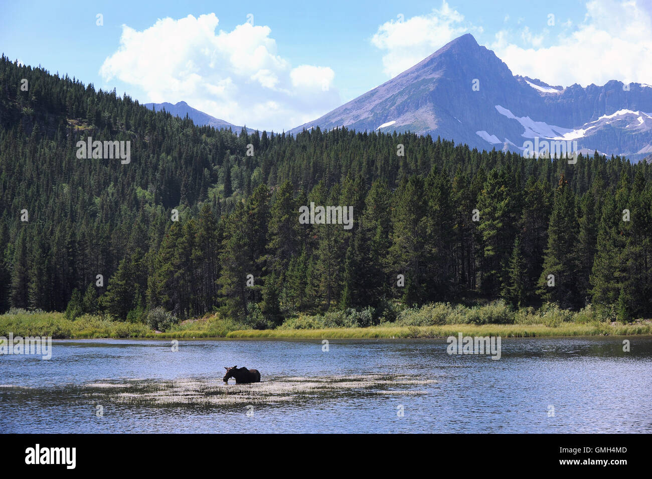 14 août 2016 - Glacier National Park, Montana, United States - Un orignal mange de la végétation de la partie inférieure du lac. Fishercap Banque D'Images