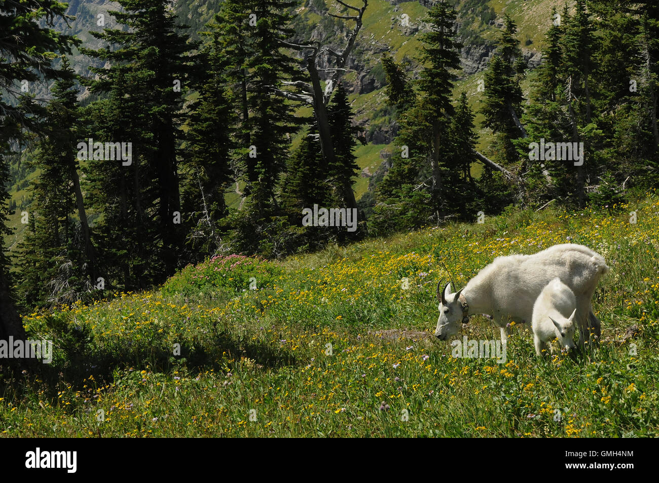 15 août 2016 - Glacier National Park, Montana, United States - la chèvre de montagne manger la végétation près du sentier du lac caché. Banque D'Images