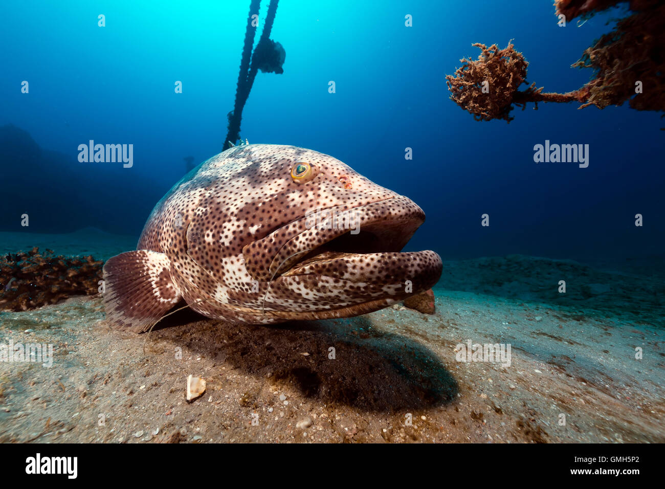 Le mérou malabar les eaux tropicales de la Mer Rouge. Banque D'Images