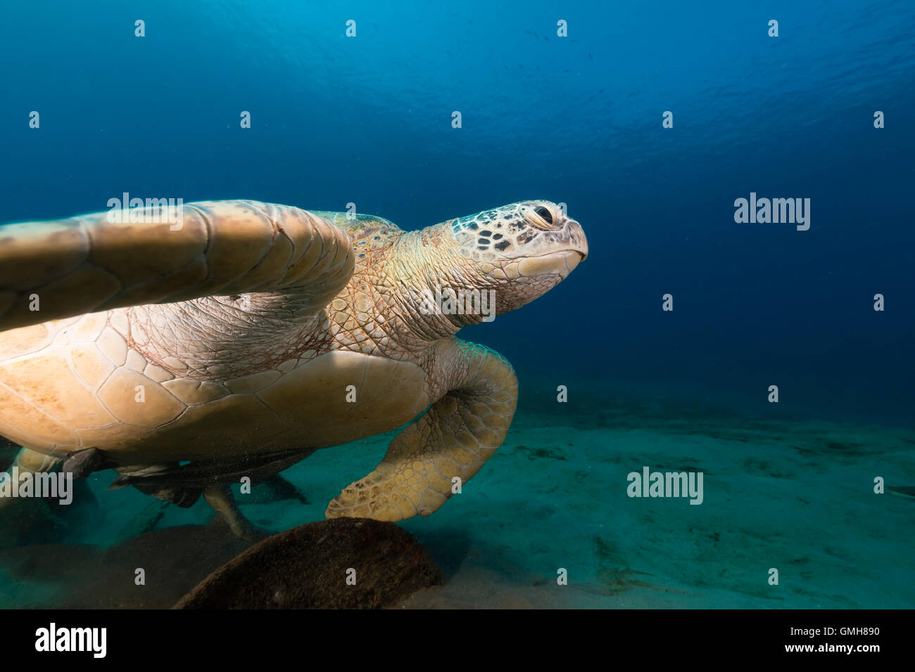 Tortue verte femelle dans la mer Rouge. Banque D'Images