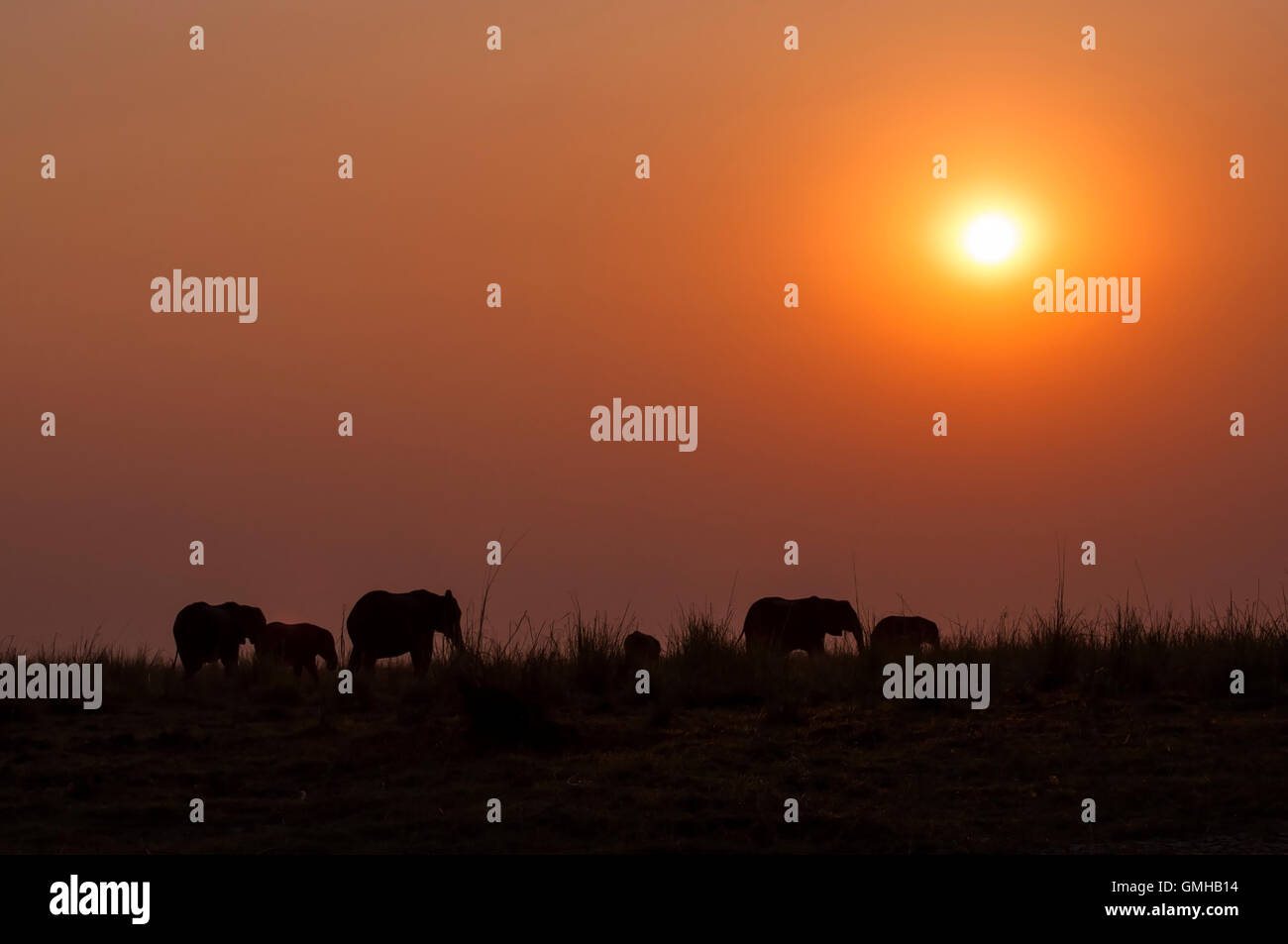 Silhouette d'un troupeau d'éléphants au coucher du soleil dans le Parc National de Chobe au Botswana ; Banque D'Images Silhouette d'un troupeau d'éléphants au coucher du soleil dans le Parc National de Chobe au Botswana ; Banque D'Images