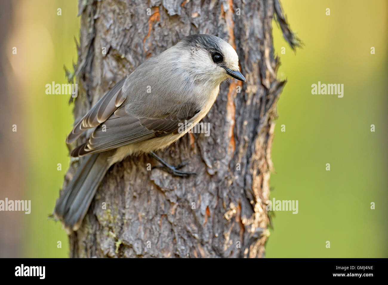 Canada (Perisoreus canadensis), la reine Elizabeth Territorial Park, Fort Smith, Territoires du Nord-Ouest, Canada Banque D'Images