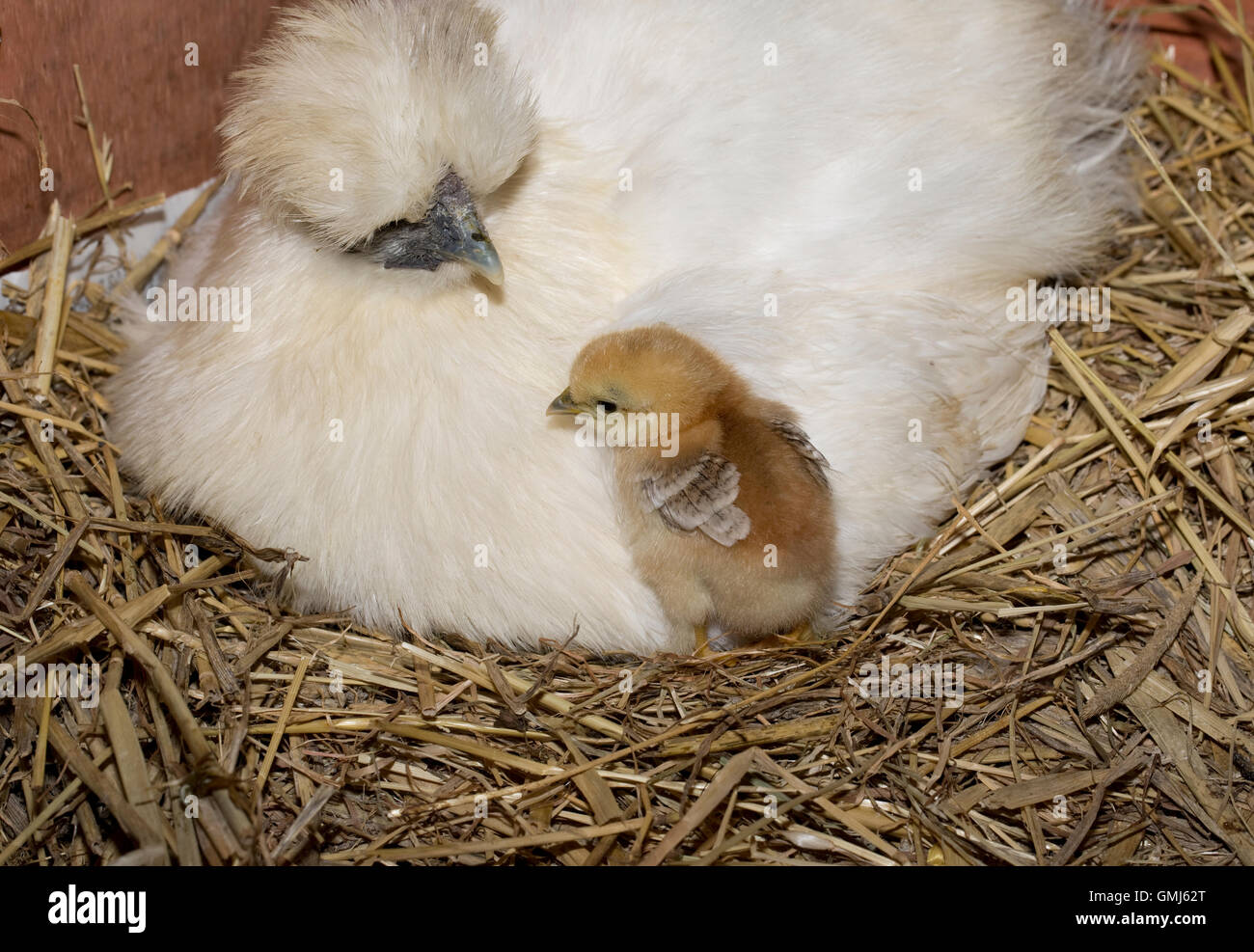 Poule Bantam avec poussins nouvellement éclos Royaume-uni Cotswold Banque D'Images