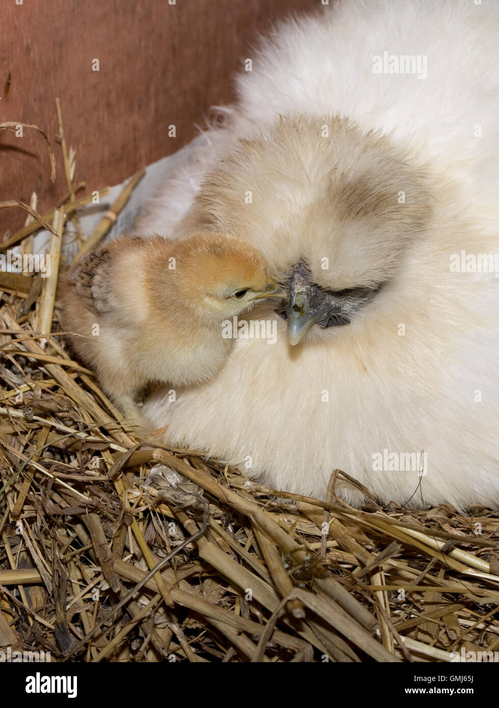 Poule Bantam avec poussins nouvellement éclos Royaume-uni Cotswold Banque D'Images