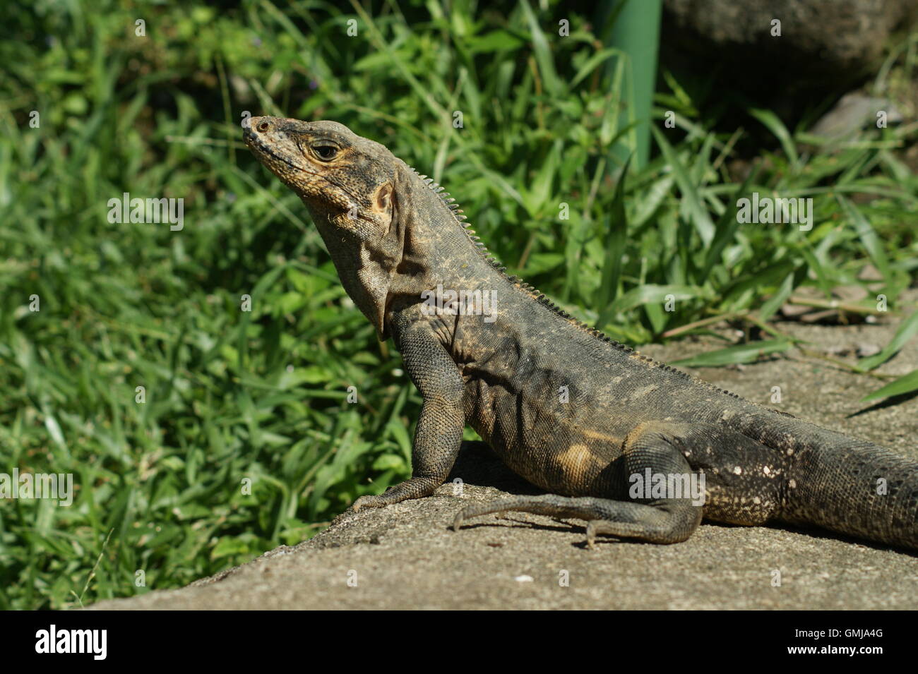 Ctenosaur (Ctenosaura similis noir) femmes au Costa Rica Banque D'Images