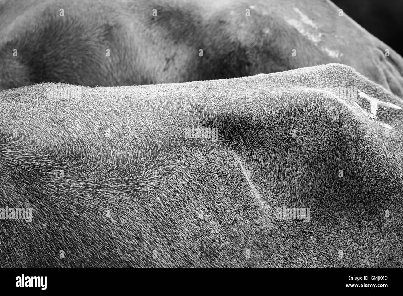 La texture de la peau de taureau à partir de marché aux bestiaux, Kerala, Inde Banque D'Images