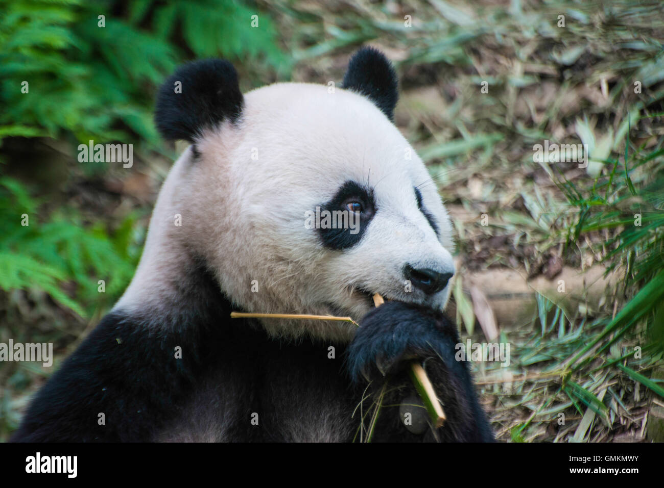 nourriture de Panda Banque D'Images