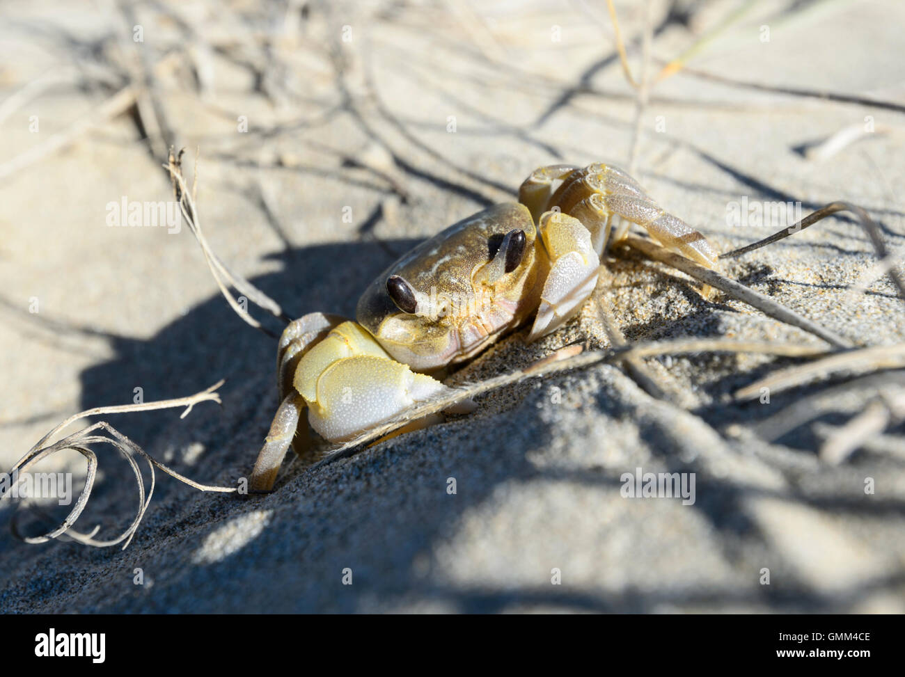 Close-up d'un crabe dans le sable jaune, New South Wales, NSW, Australie Banque D'Images