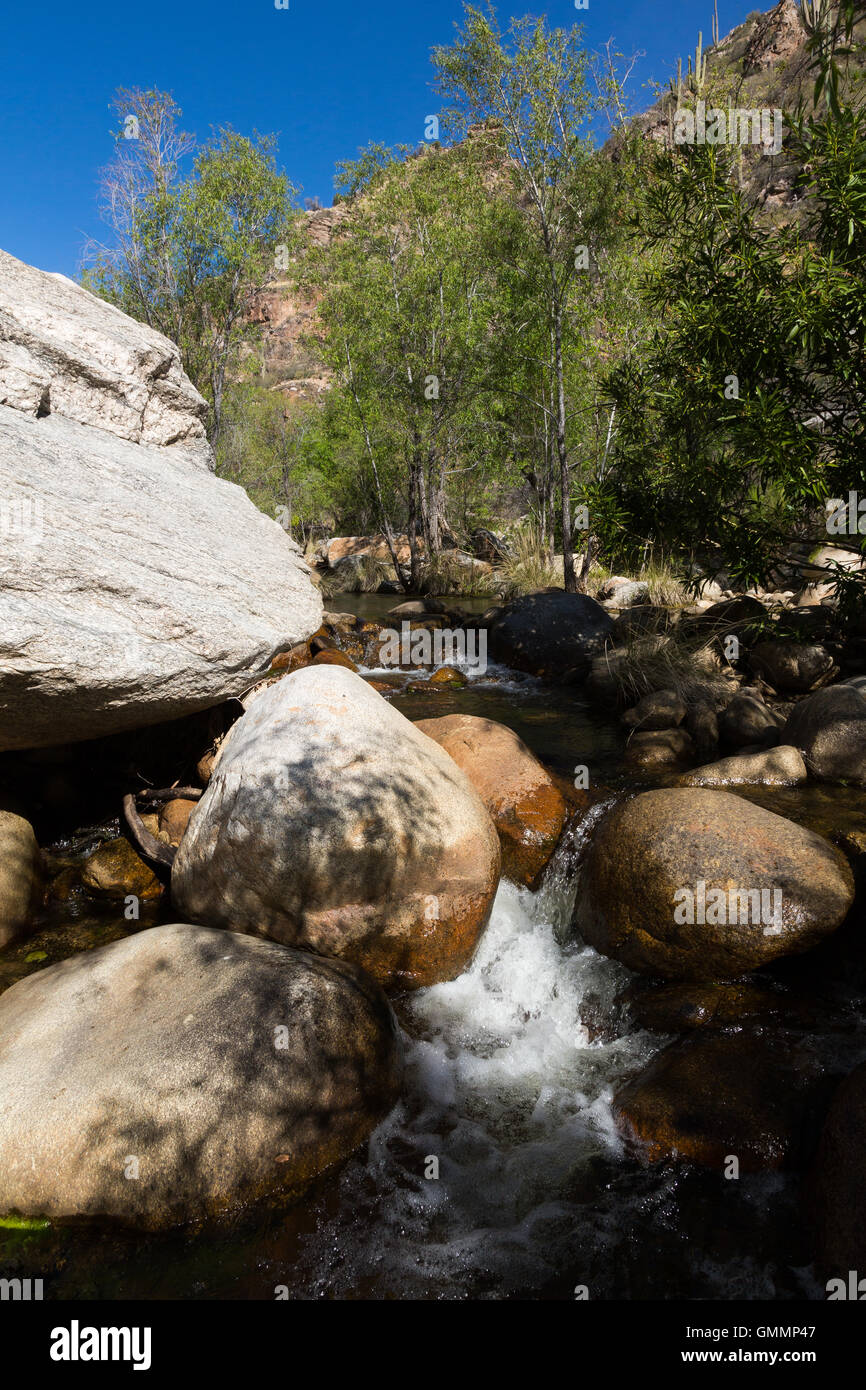 La fourche de l'ouest de Sabino Creek à l'ouest de fourche Canyon Sabino dans les montagnes Santa Catalina. Pusch Ridge Wilderness, Arizona Banque D'Images