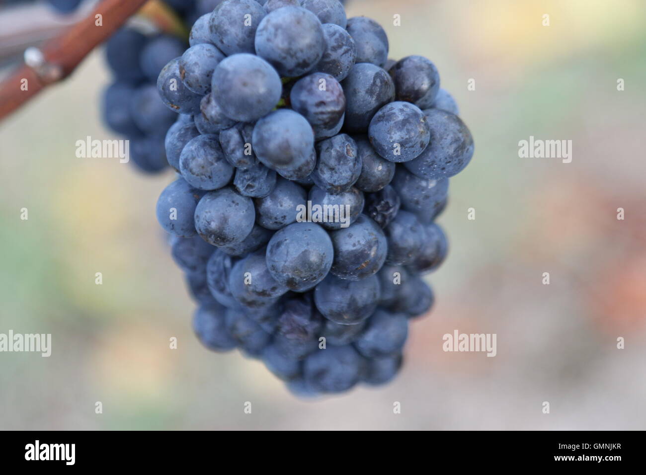 Les raisins à vin rouge vignoble de l'escarpement, Martinborough, Nouvelle-Zélande Banque D'Images