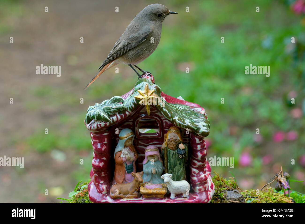 Phoenicurus ochruros Banque D'Images