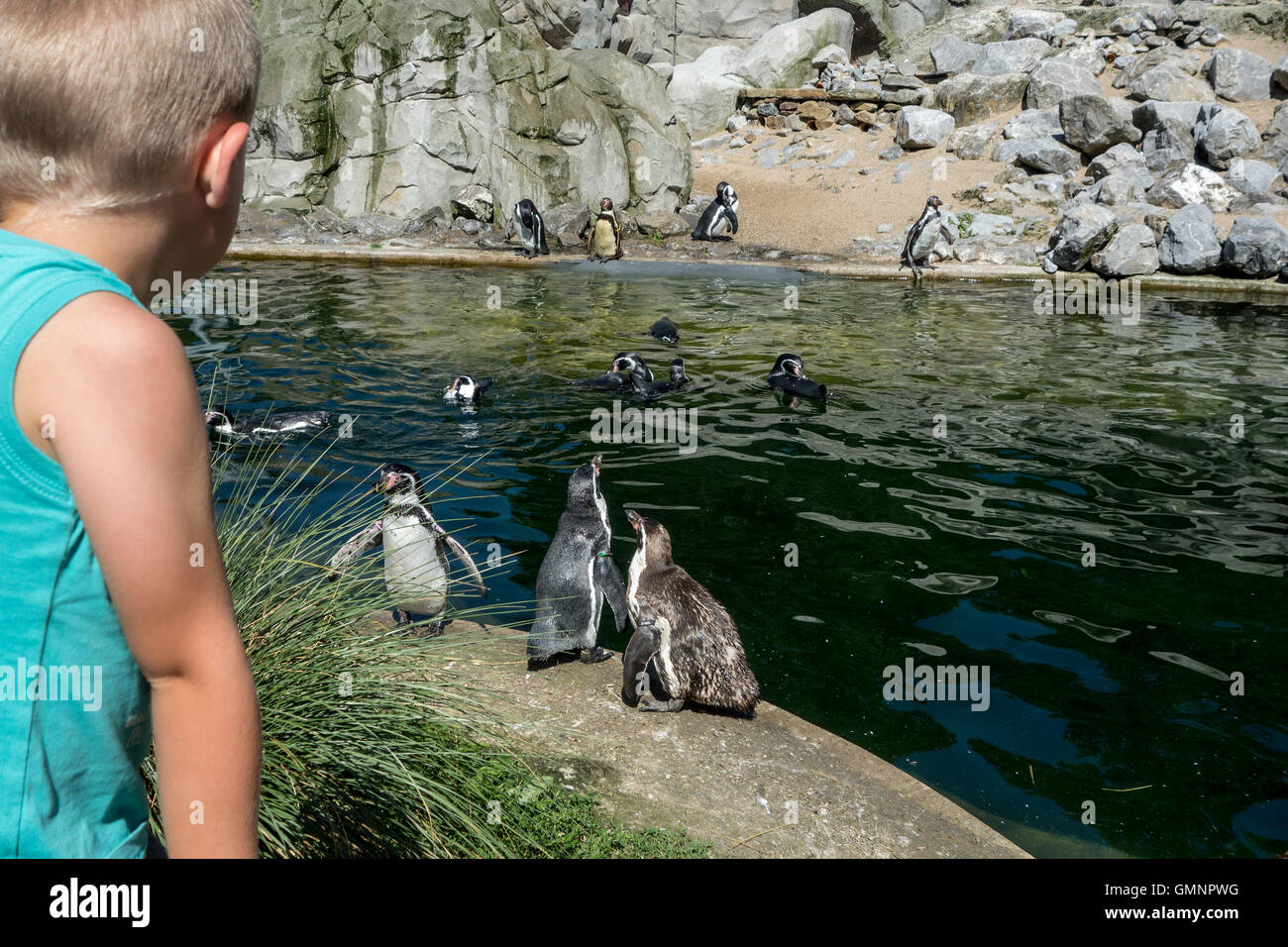 Enfant à la captive de pingouins de Humboldt (Spheniscus humboldti) indigène au Chili et au Pérou au zoo en été Banque D'Images