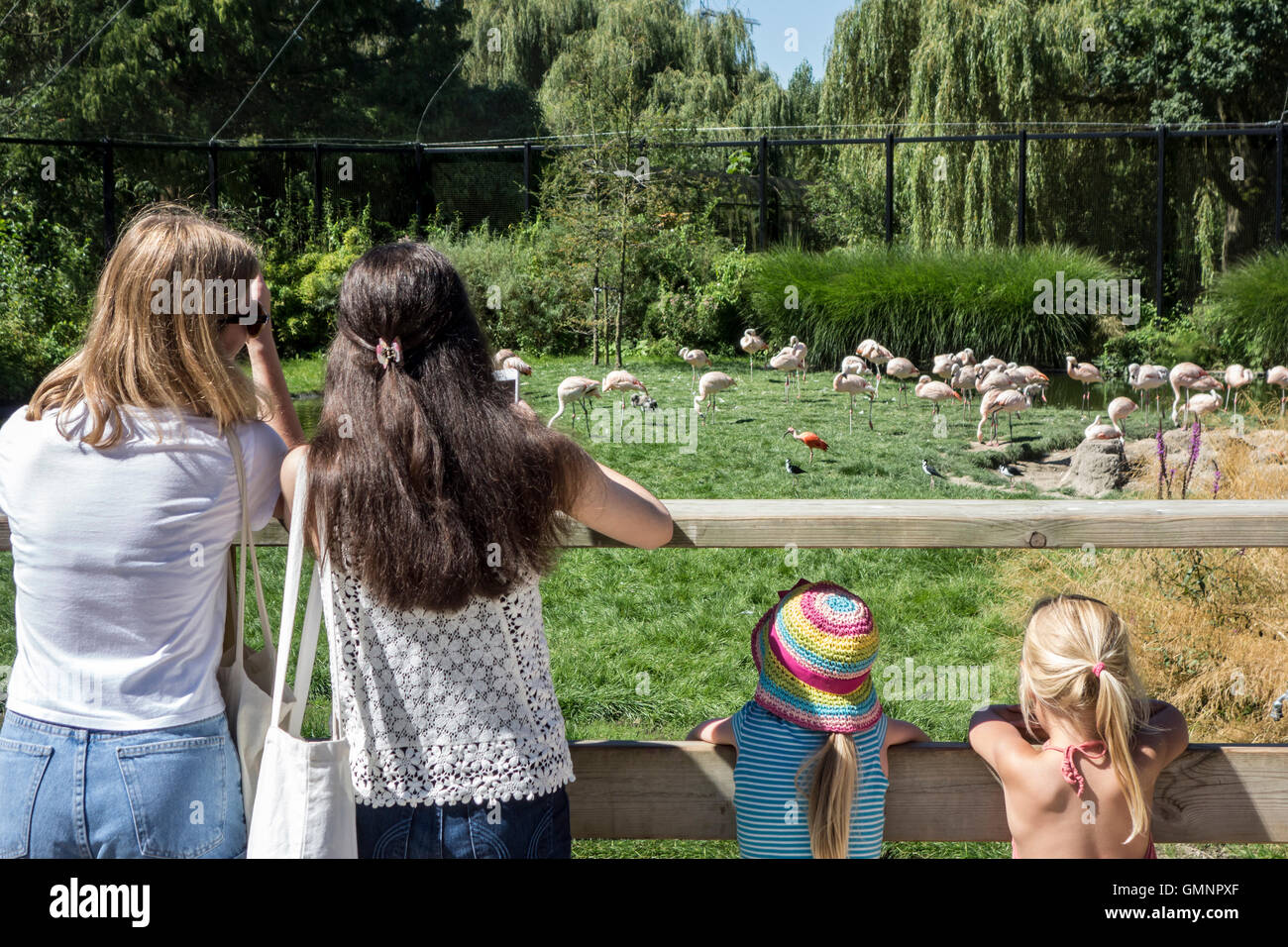 Les mères de jeunes filles à la recherche de flamants roses dans le zoo de Planckendael, Belgique Banque D'Images