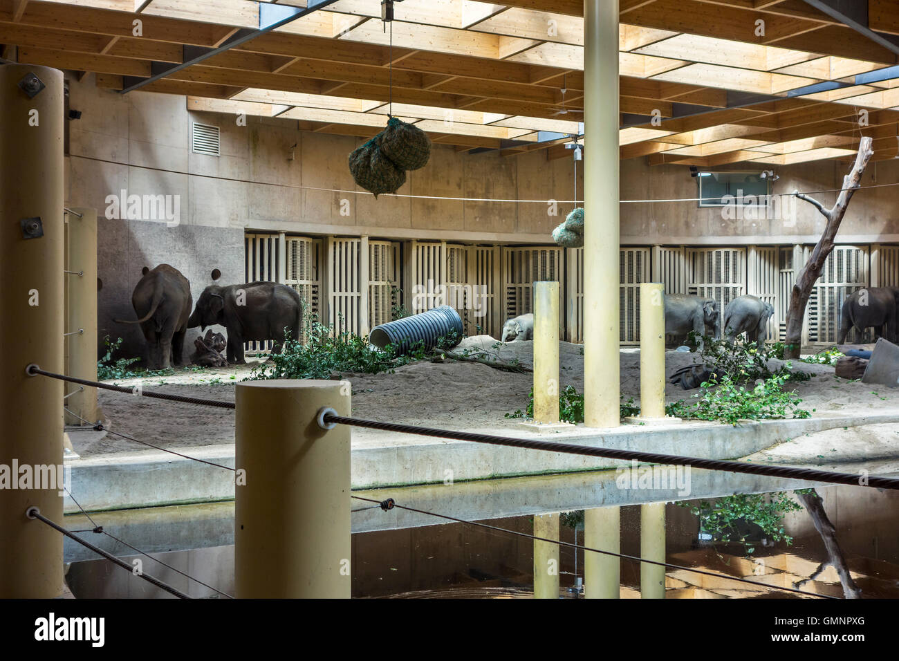 Les éléphants d'Asie / l'éléphant d'Asie (Elephas maximus) à l'intérieur de l'enclos au zoo de Planckendael, Belgique Banque D'Images
