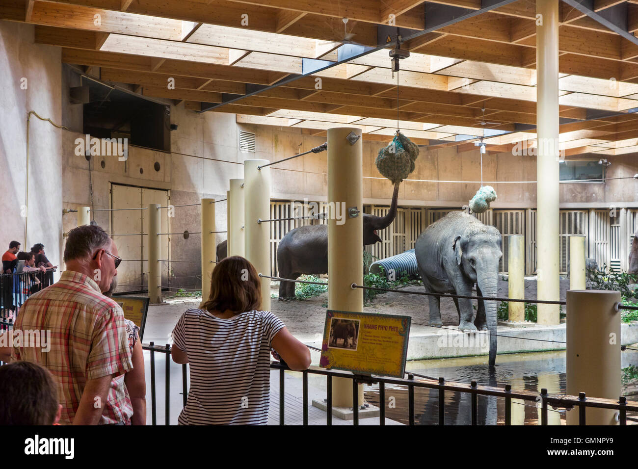 Les visiteurs à la recherche des éléphants asiatiques à l'Asiatique / éléphant (Elephas maximus) à l'intérieur de l'enclos au zoo de Planckendael, Belgique Banque D'Images