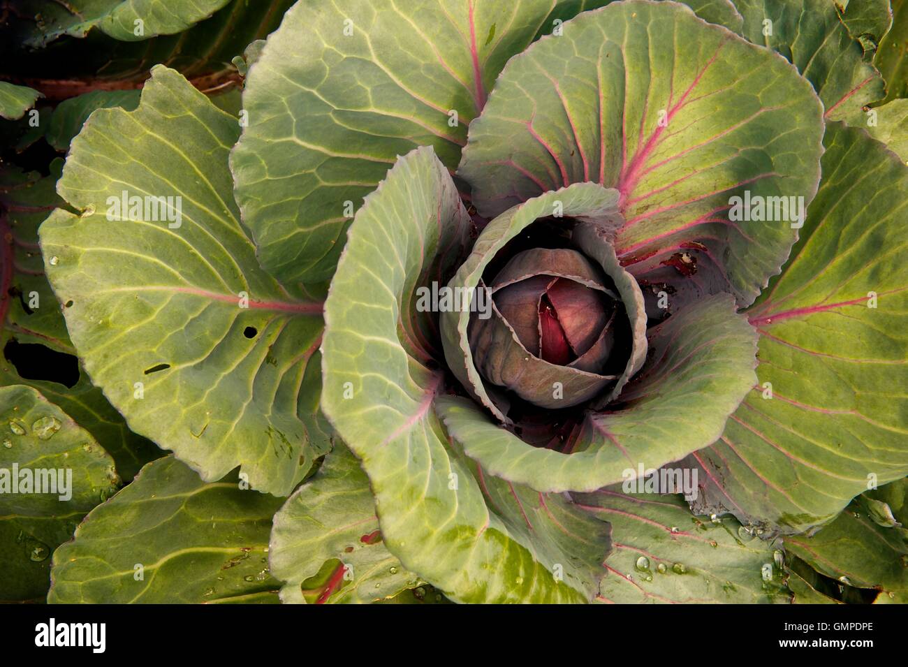 Chou Rouge Plante Poussant Dans Un Jardin Photo Stock Alamy