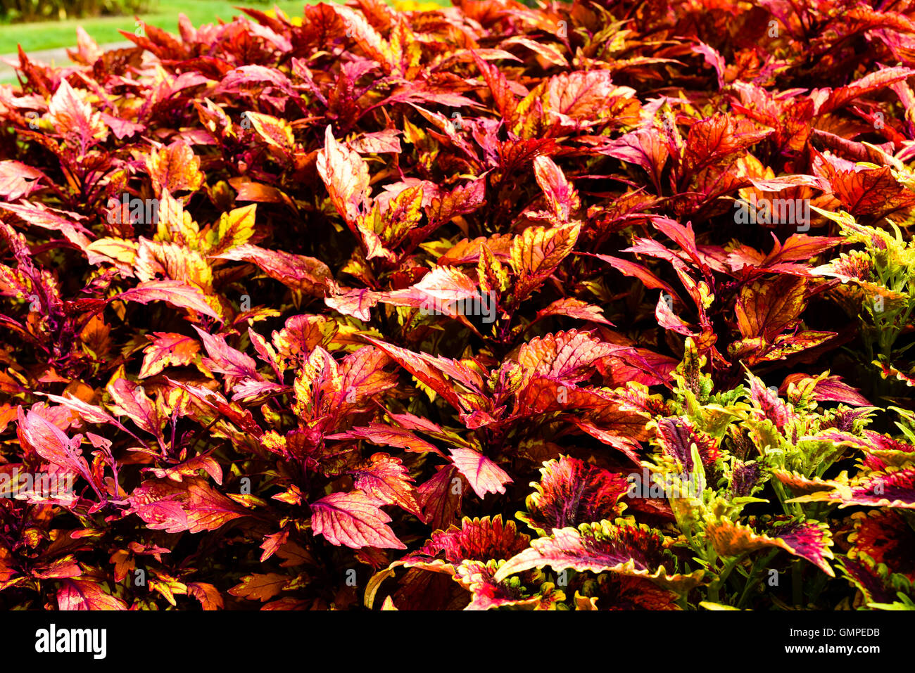 Plectranthus scutellarioides coléus, peint ou d'orties. Ici le cultivar Ruffles Bordeaux en grand nombre dans un parterre de fleurs. Banque D'Images