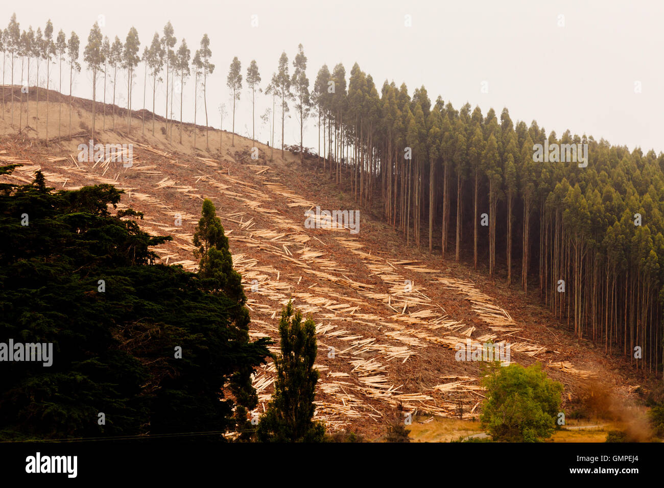 Grande coupe à blanc des forêts d'eucalyptus pour la récolte de bois Banque D'Images Grande coupe à blanc des forêts d'eucalyptus pour la récolte de bois Banque D'Images