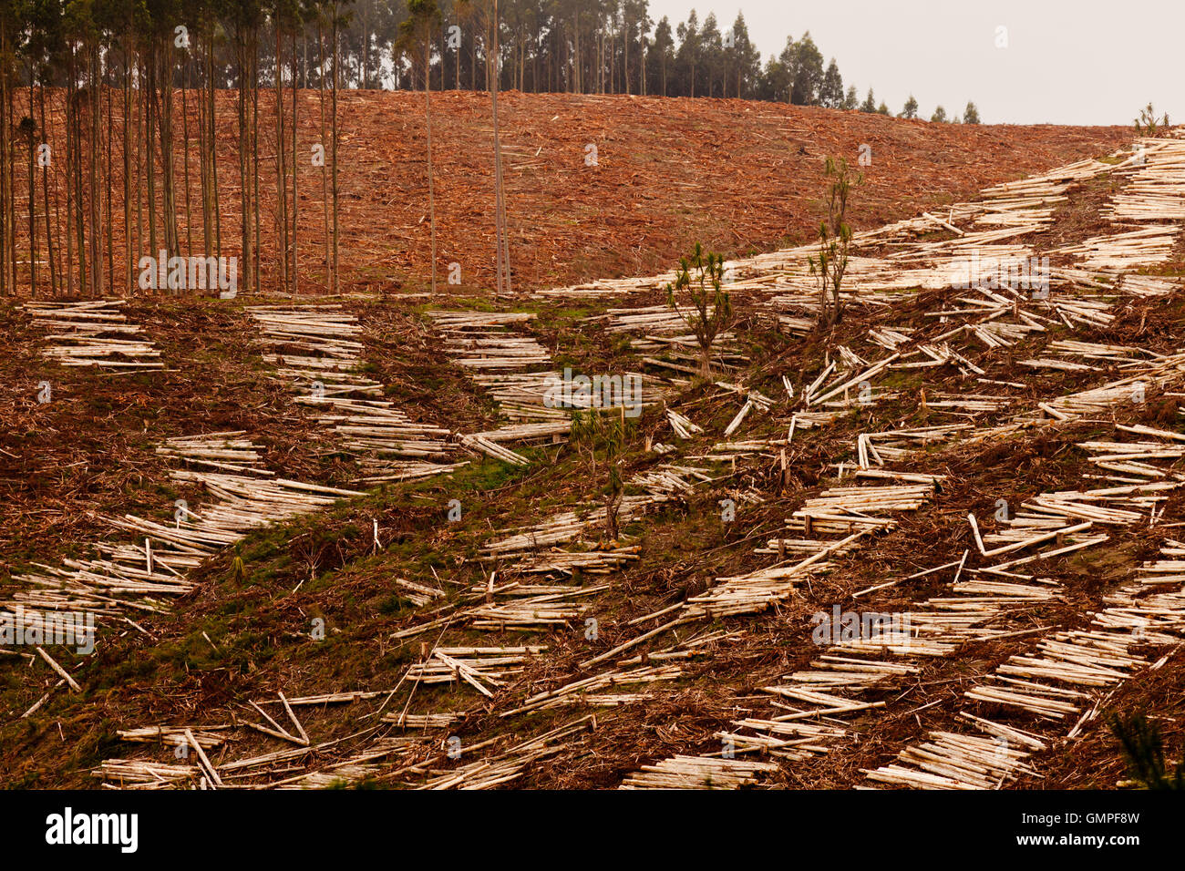 Grande coupe à blanc des forêts d'eucalyptus pour la récolte de bois Banque D'Images Grande coupe à blanc des forêts d'eucalyptus pour la récolte de bois Banque D'Images