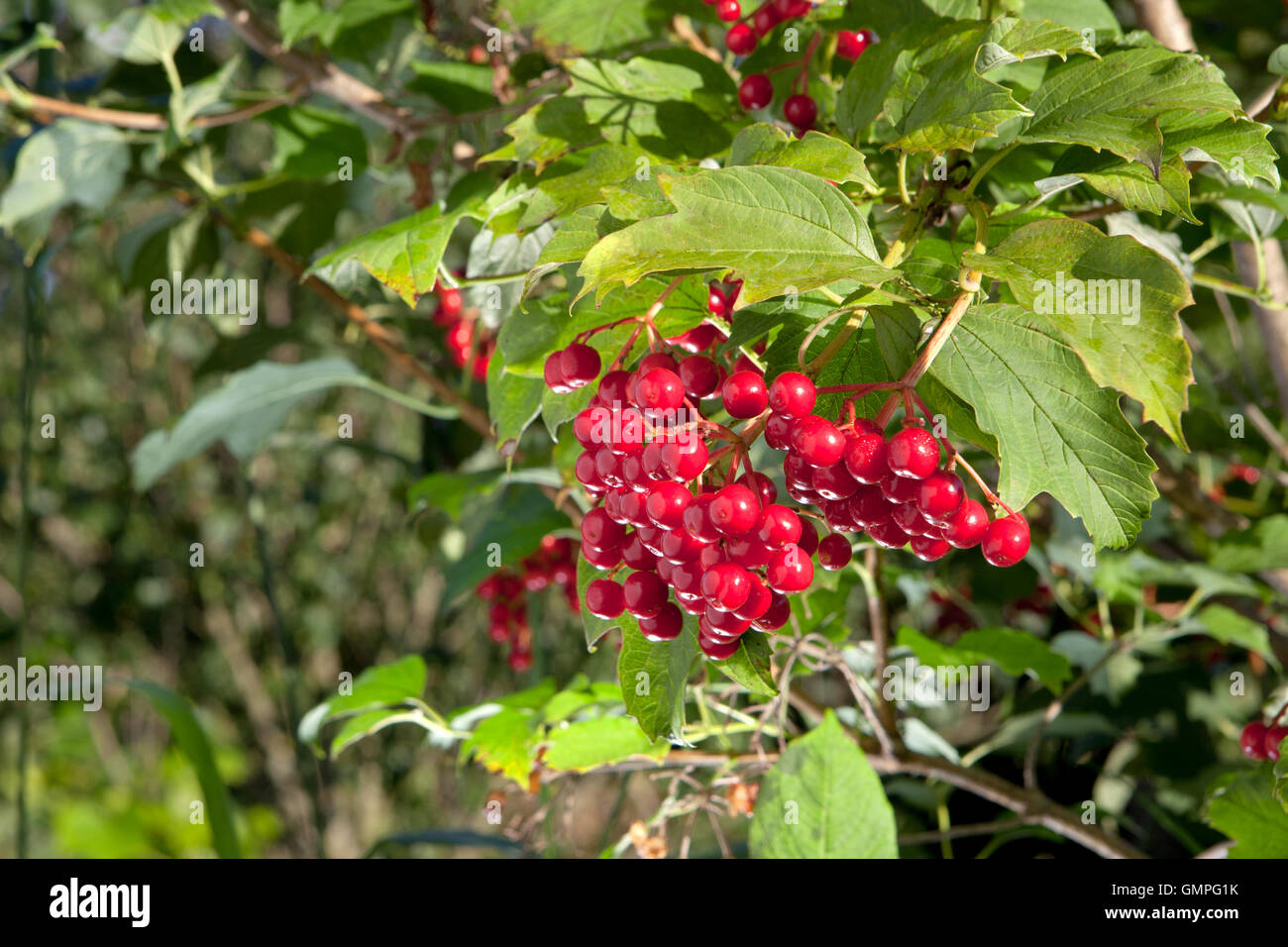 Fruits rouges Banque D'Images