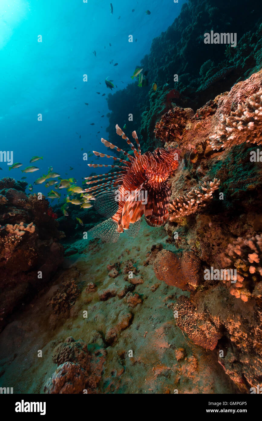 Les eaux tropicales de la Mer Rouge. Banque D'Images