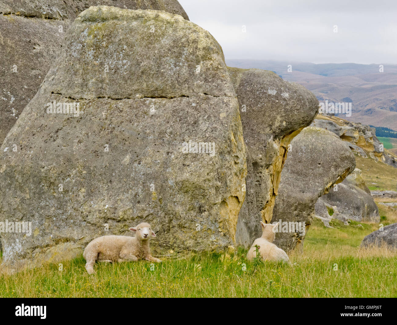 Moutons sur l'alpage entre les roches de granit Banque D'Images Moutons sur l'alpage entre les roches de granit Banque D'Images