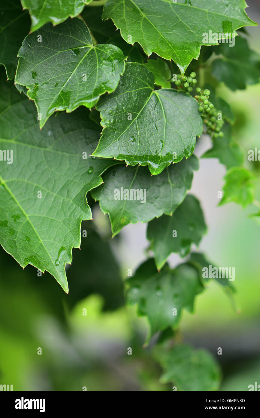 Les feuilles de cascade avec des gouttelettes de pluie Banque D'Images